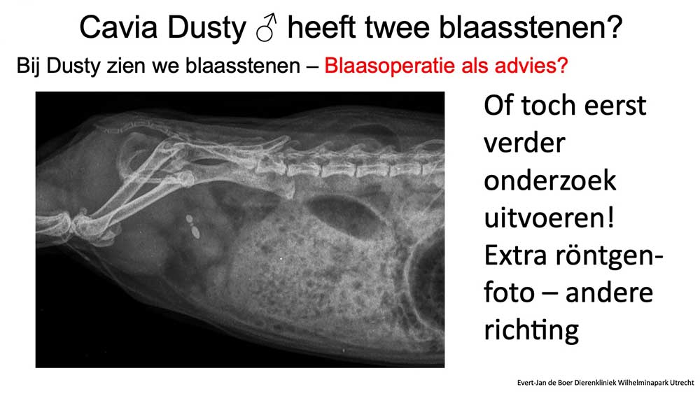 Er zijn twee stenen te zien